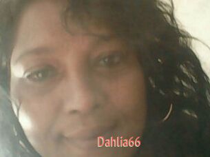 Dahlia66