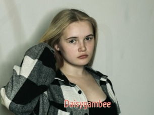 Daisygambee