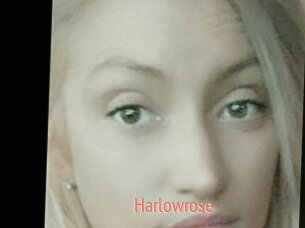 Harlowrose